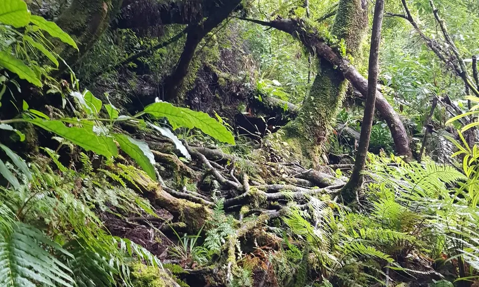Woods Mill Track, Waikato