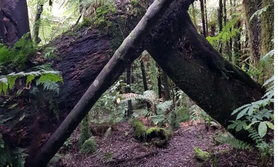 Woods Mill Track, Waikato