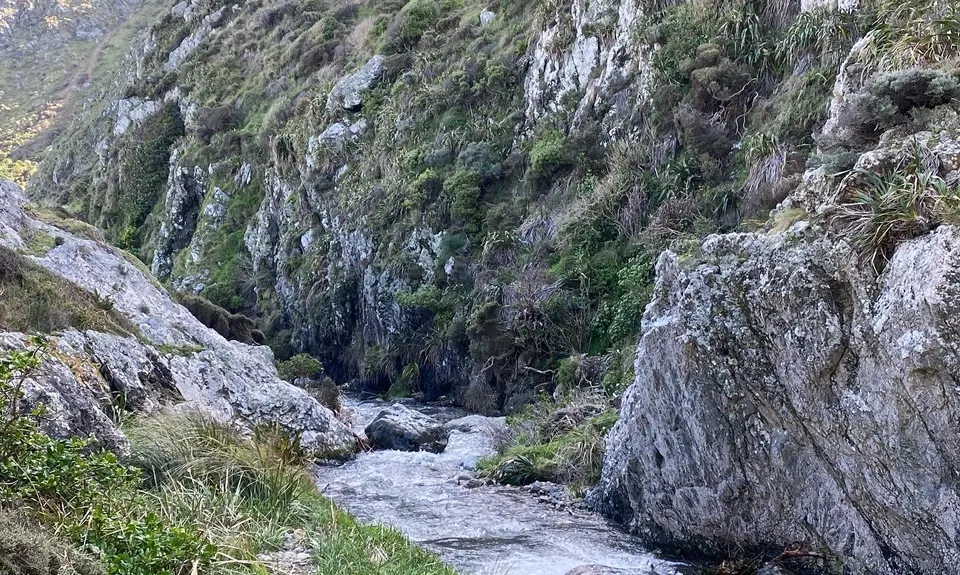 Swallow's loop, Wellington