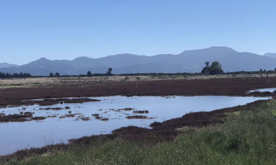 Wairau Lagoons Loop v2, Marlborough