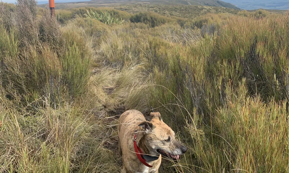 Black Gully - Blue Mountains, Otago