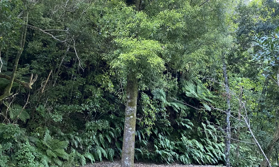 Perhams Road Loop, Wellington