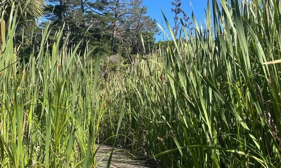 Waikowhai Stairs, Bush & Beach, Auckland