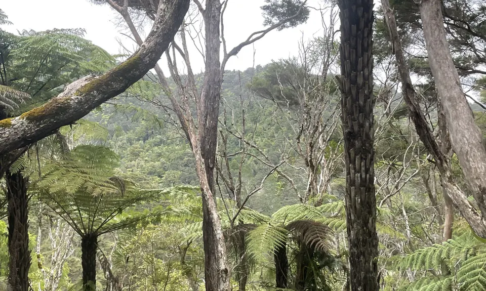 Ernie's loop, Auckland