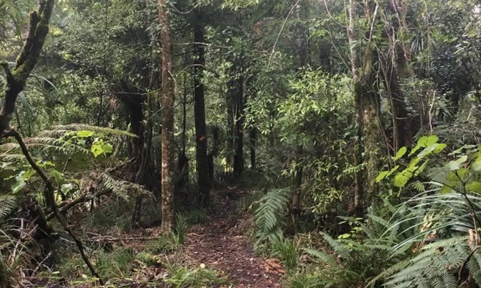 Otanewainuku to Otawa, Bay of Plenty