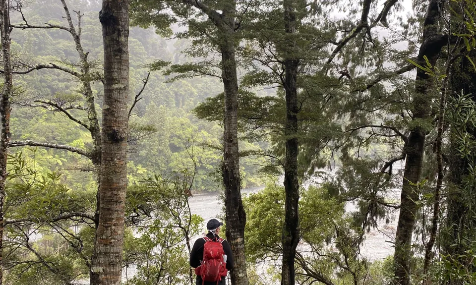 East Whakanui loop, Wellington