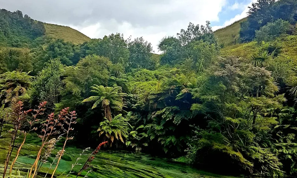 Te Waihou Walkway, Waikato