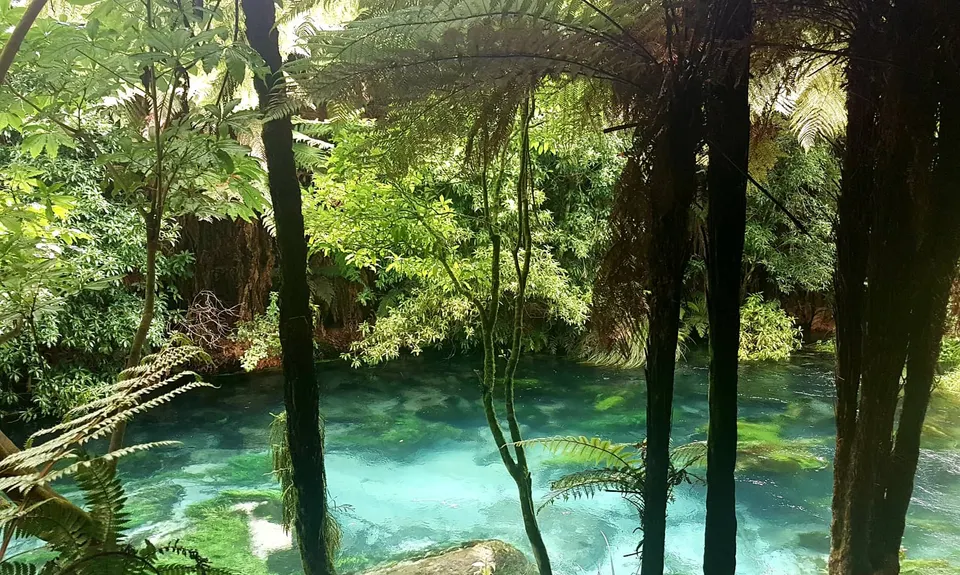 Te Waihou Walkway, Waikato