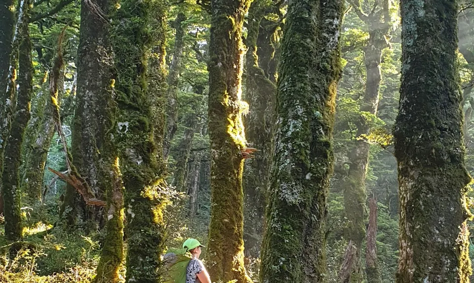 Lake Waikaremoana Great Walk, Hawkes Bay