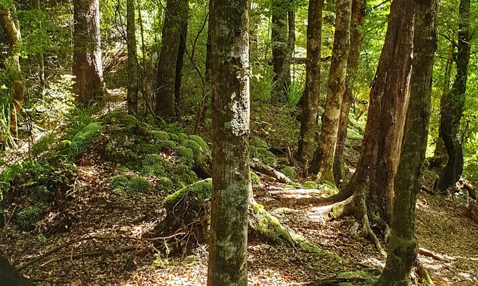 Lake Waikaremoana Great Walk, Hawkes Bay
