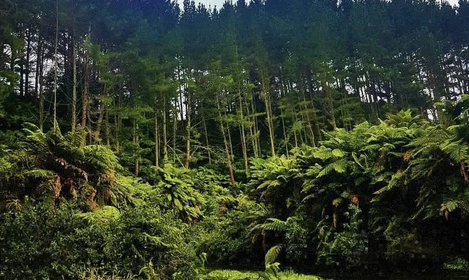 Te Waihou Walkway, Waikato