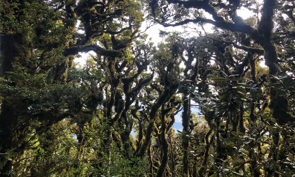 Mt Climie & Tane's Track, Wellington