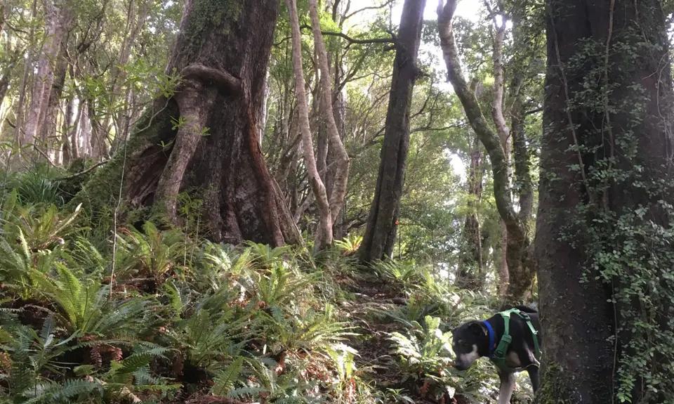 Hooper Loop - Mt Holdsworth, Wellington