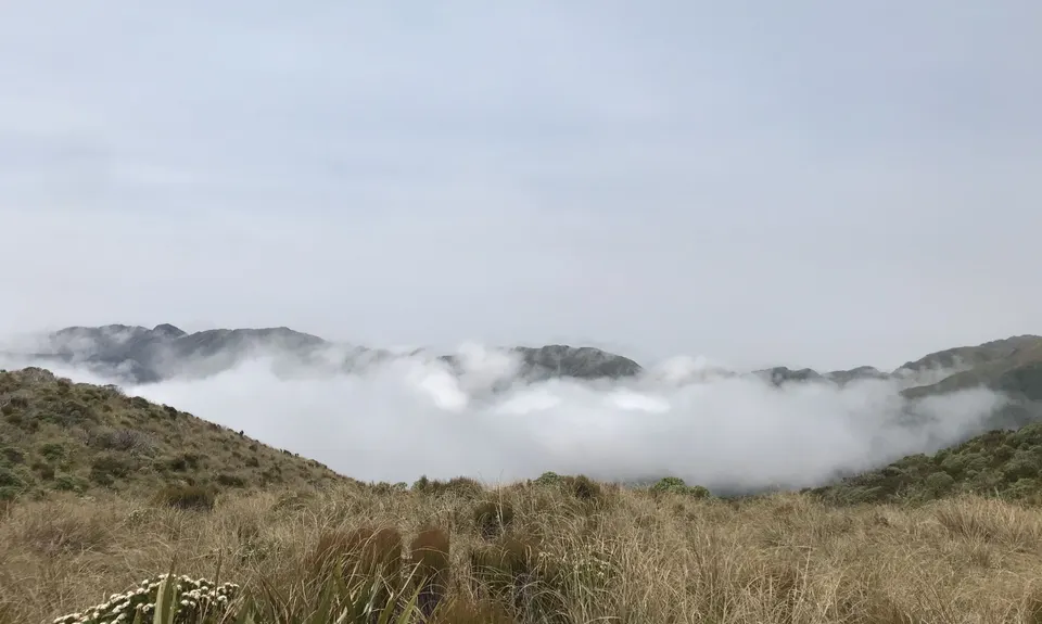 Field Hut Frolic, Wellington