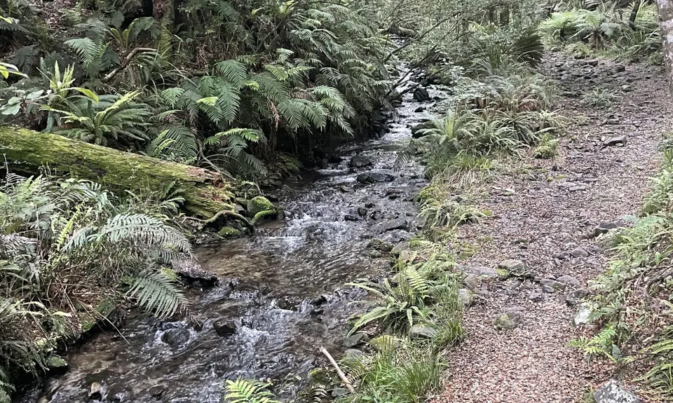 Pillars of Hercules , Waikato
