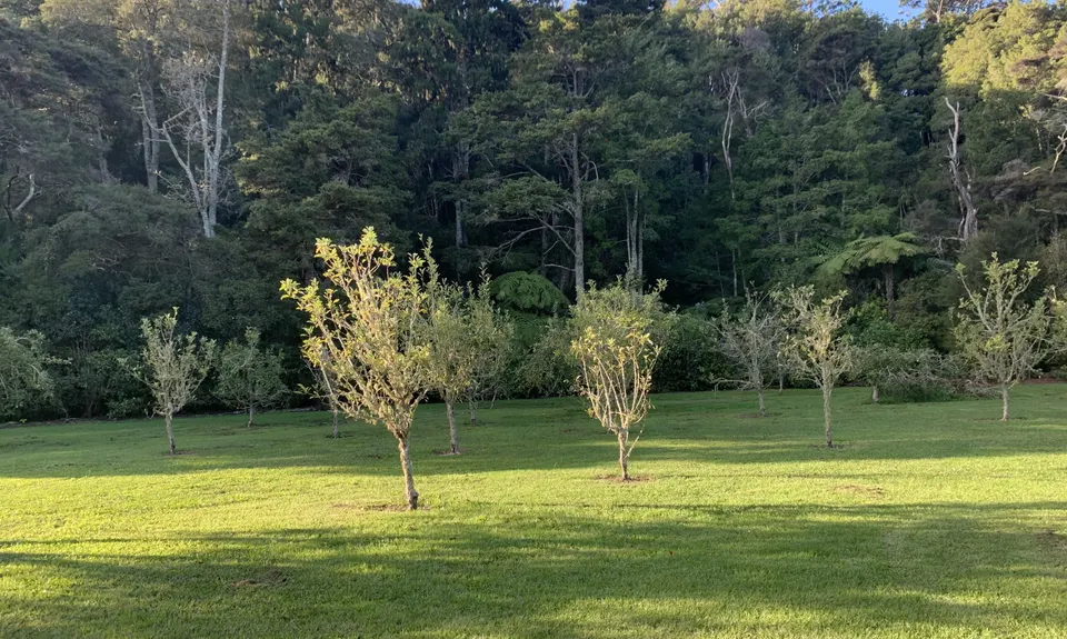 Fernhill & Burnside Escarpments, Auckland