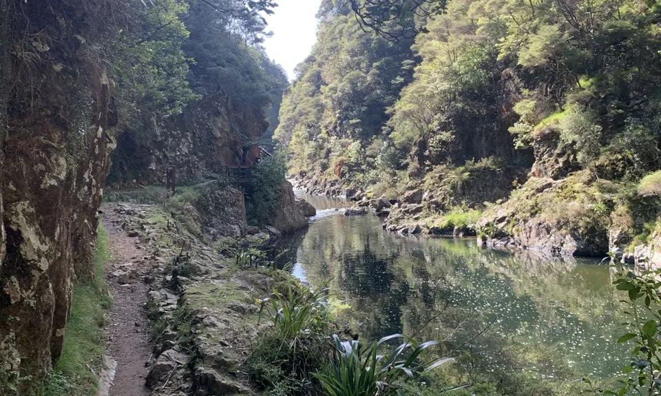 Karangahake Gold, Waikato