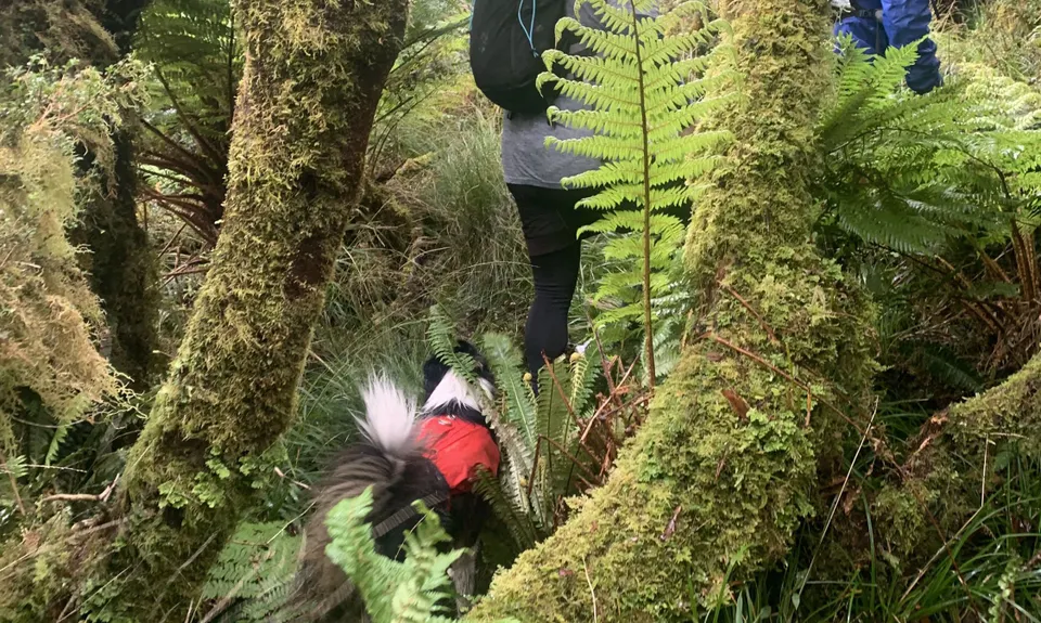 Arawaru Trig Loop, Manawatu - Wanganui