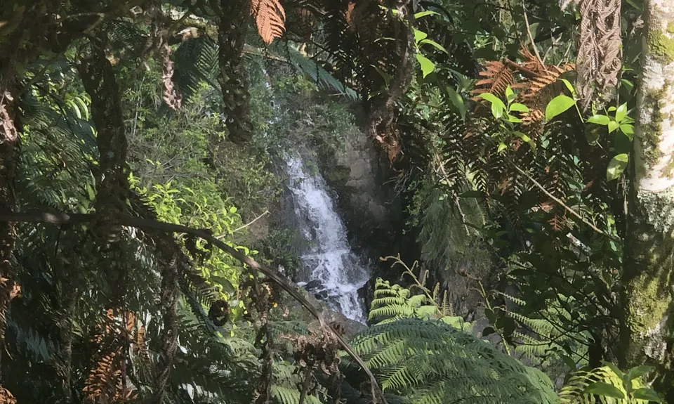Suspension Bridge Track , Auckland