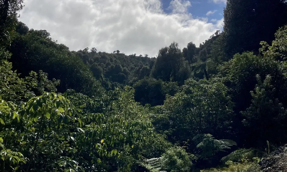Maungatautari Sanctuary Mountain, Waikato