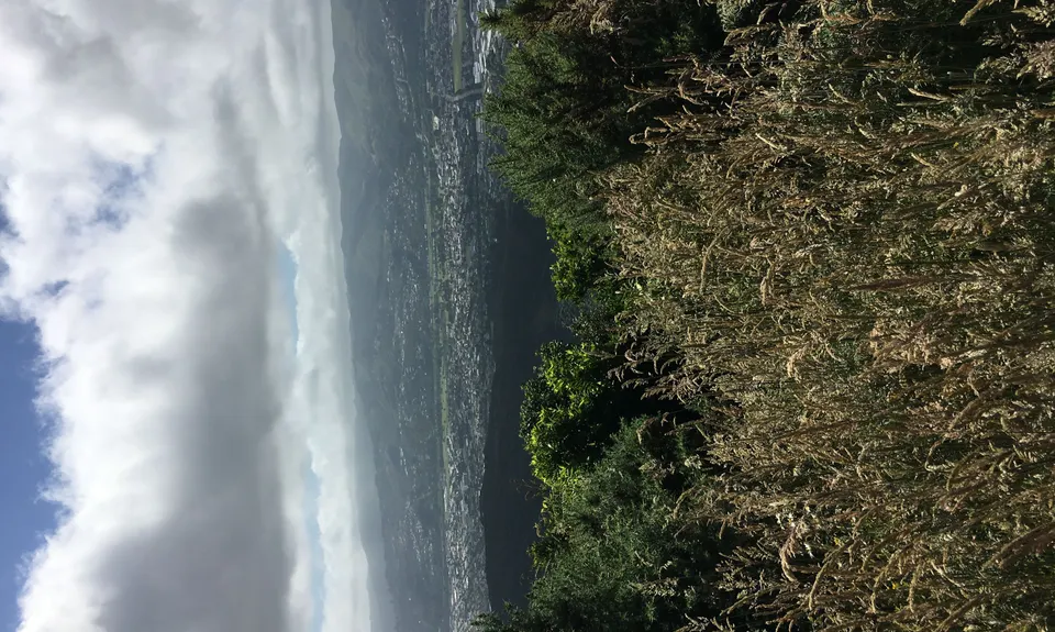 Te Whiti Firebreak Calf Burn, Wellington