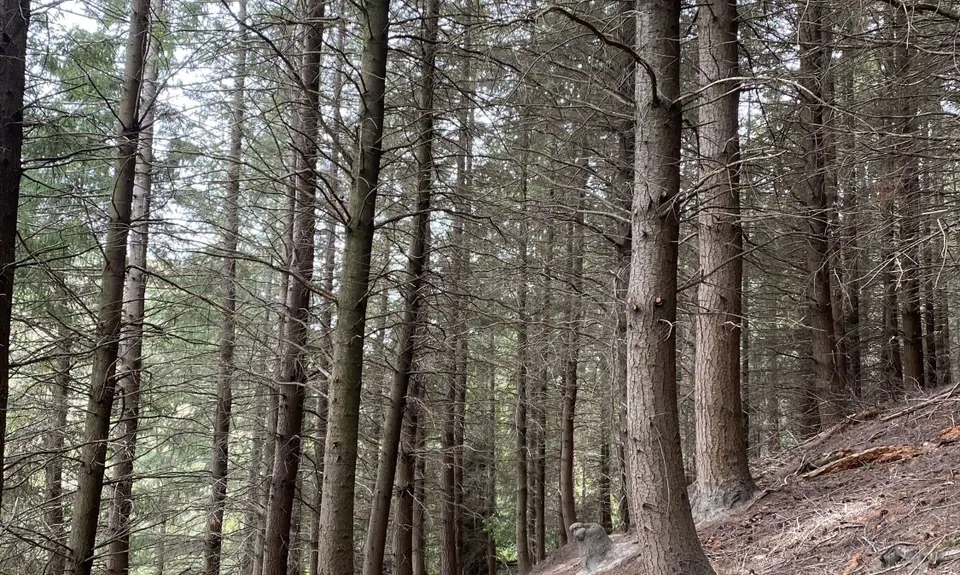 Beginner's Adventure Park Loop, Canterbury