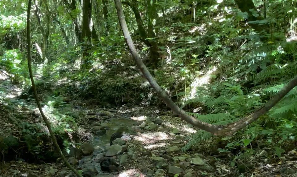 Sugarloaf and Waterfalls Loop, Wellington