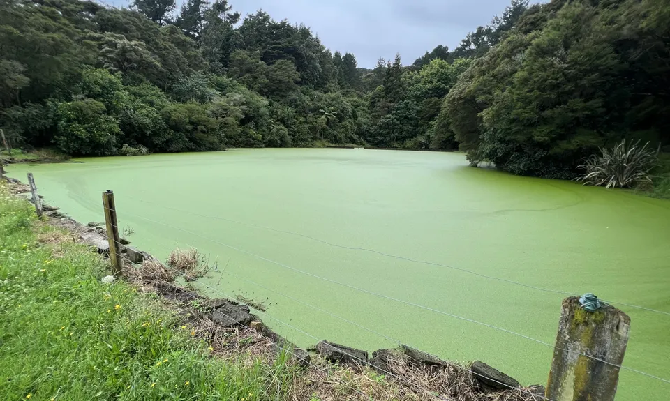 Latham's Hill Track, Bay of Plenty