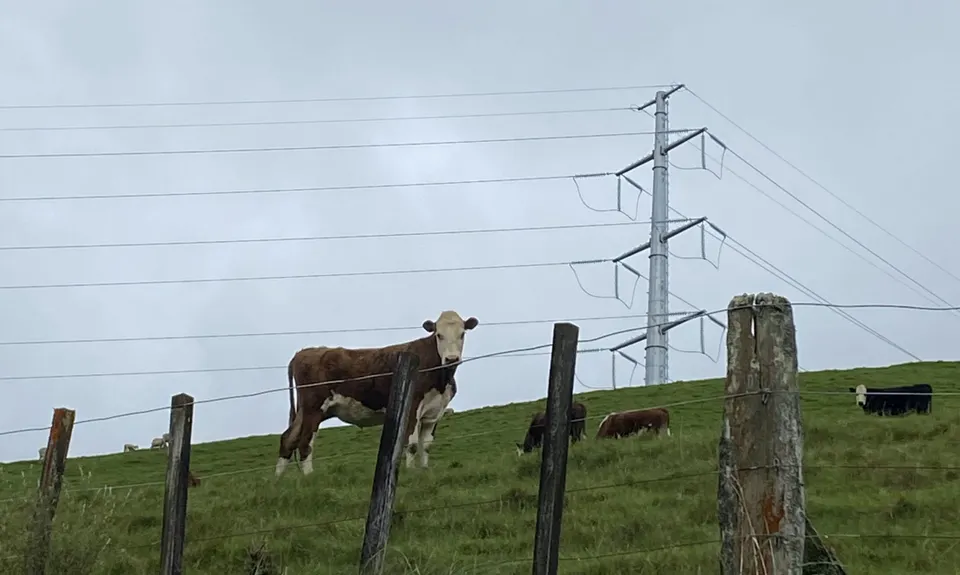 Dam Block Link, Manawatu - Wanganui
