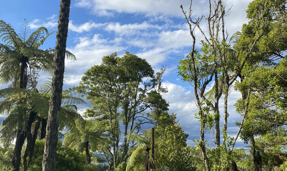 Tokorangi Pa Track, Bay of Plenty
