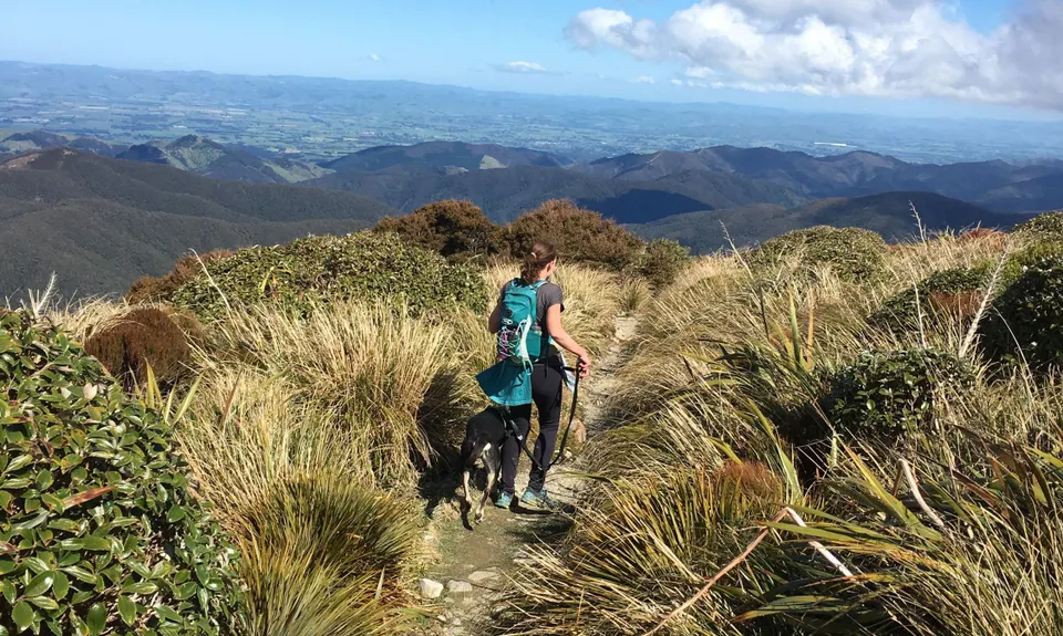 Pinnacle Ridge Plus, Wellington