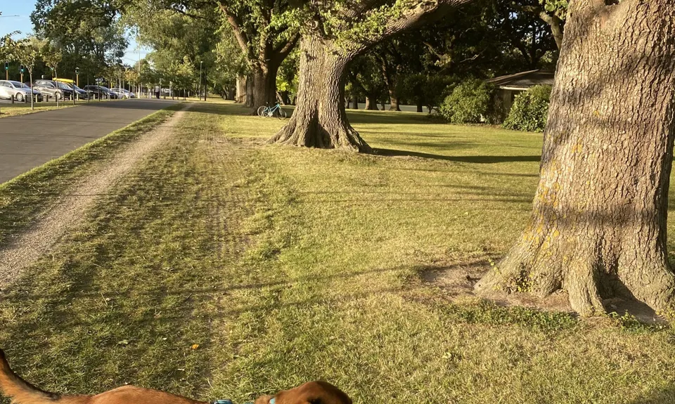 Hagley Figure of 8, Canterbury