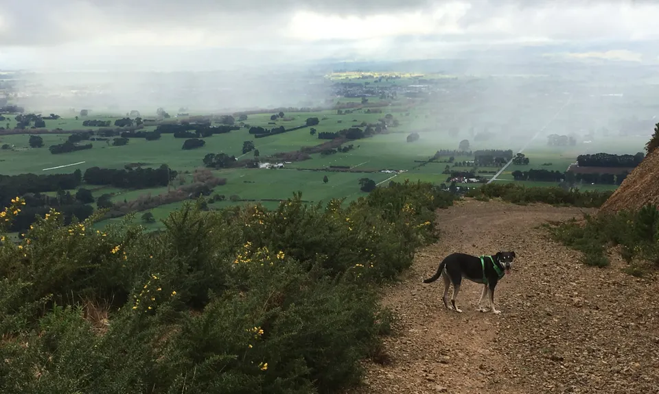 Mt Dick Loop, Wellington