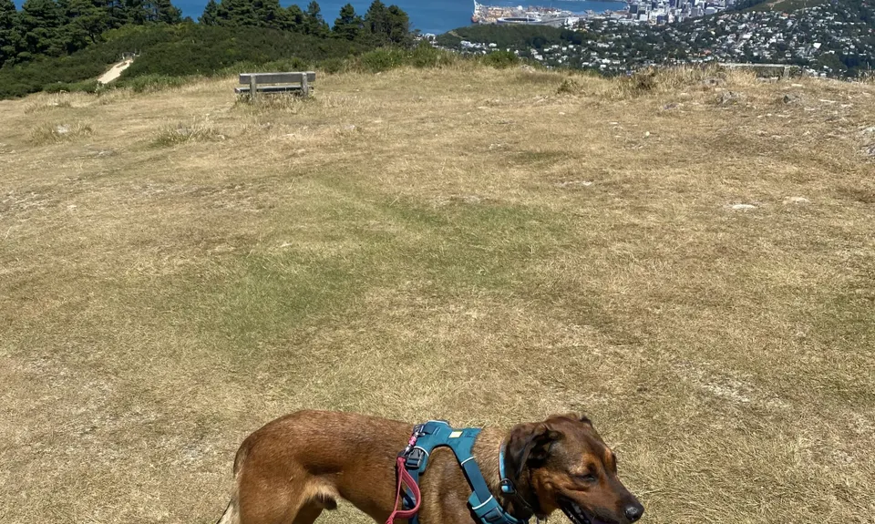 Mount Kaukau Loop, Wellington