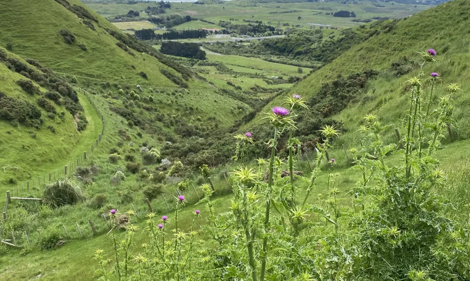 Te Ara Ramaroa Loop, Wellington