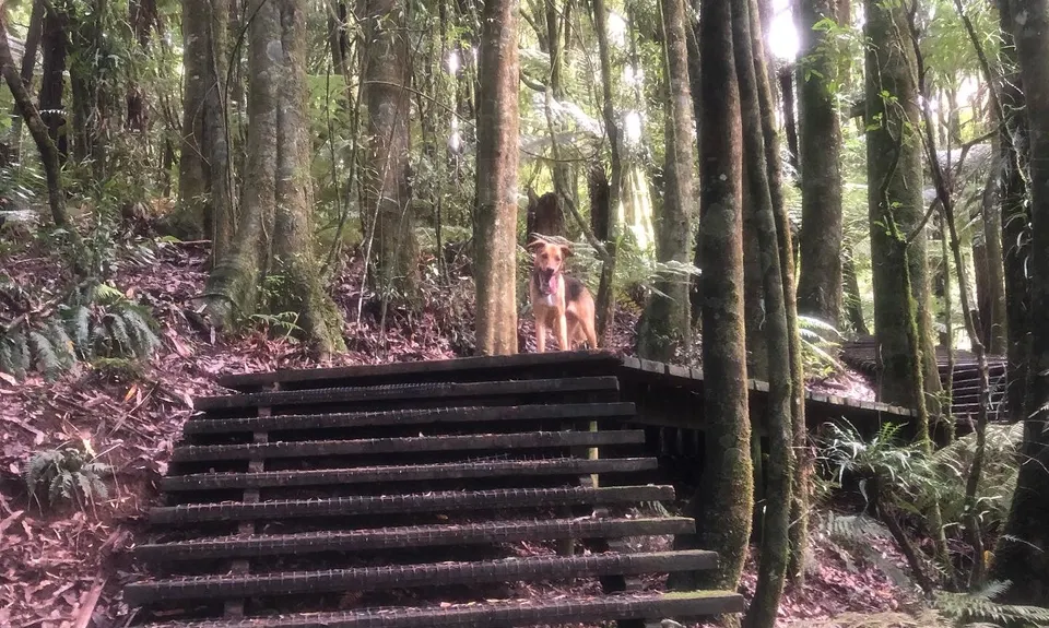 Whakarewarewa Circuit - the Black Track, Bay of Plenty
