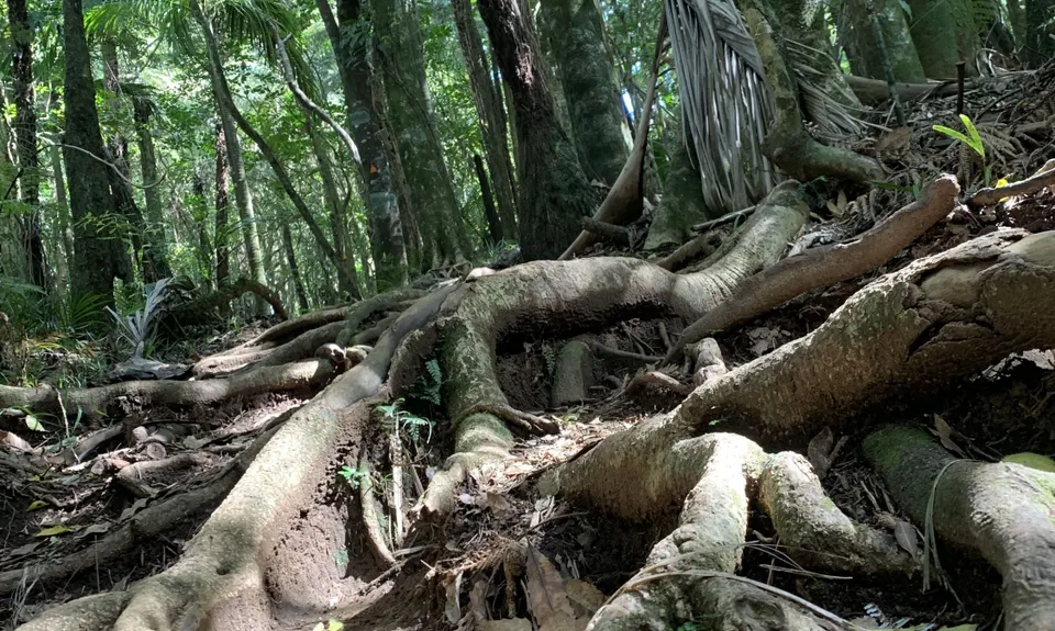 Karangahake Gold, Waikato