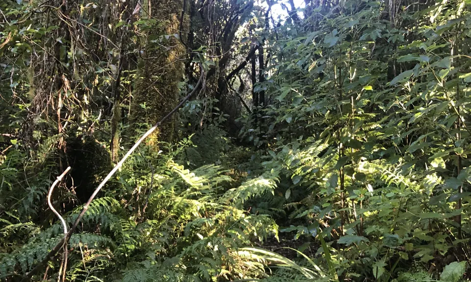 Waiwhakaiho Track, Taranaki