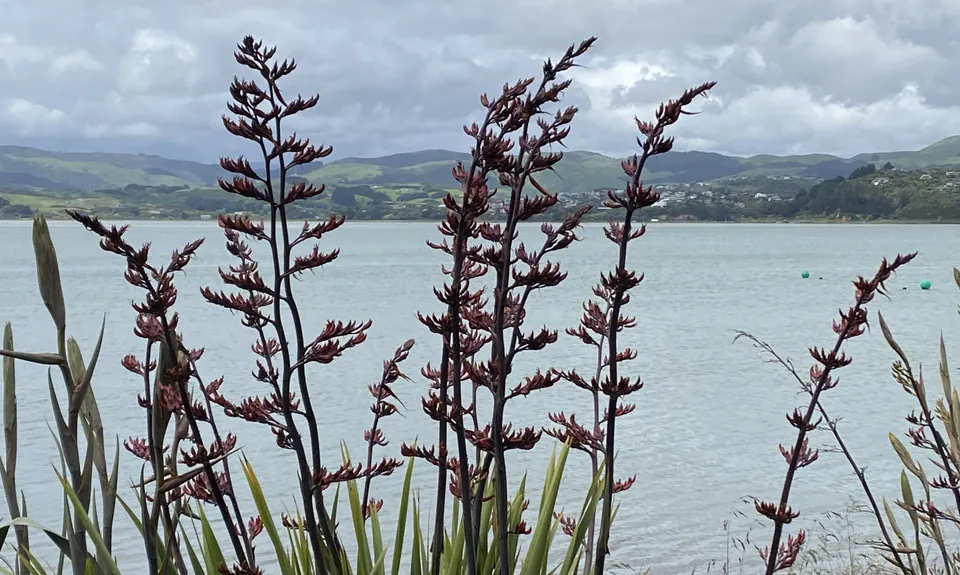 Pauahatanui Trio, Wellington