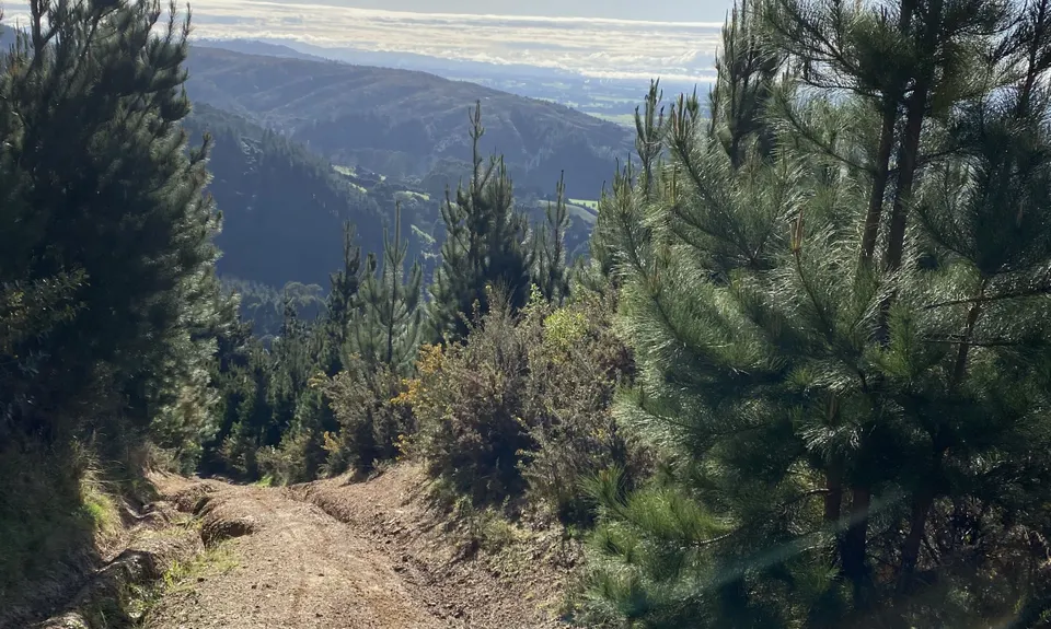 Mt Dick Loop, Wellington