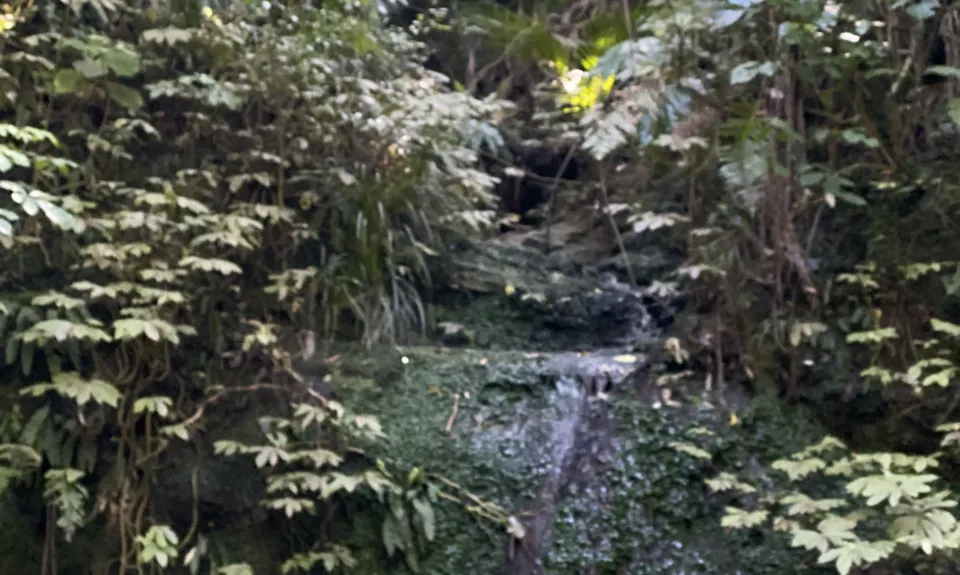 Titirangi Trainer , Auckland