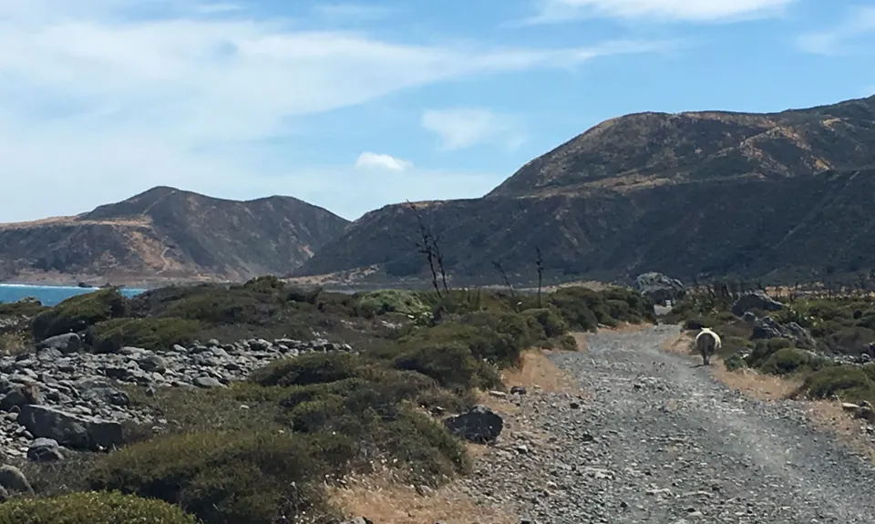Mt Matthews - Mukamuka Loop, Wellington