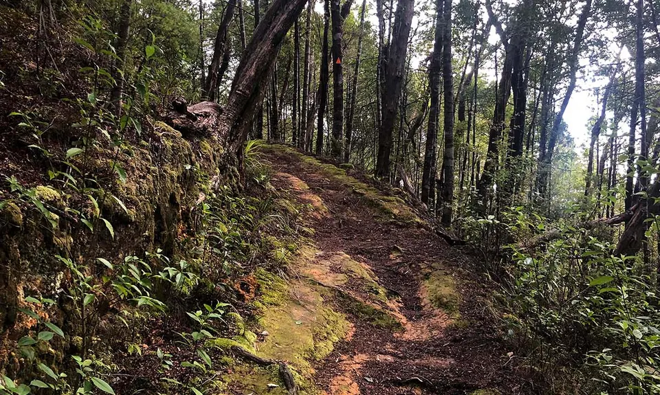 Paihia Lookout Track +, Northland