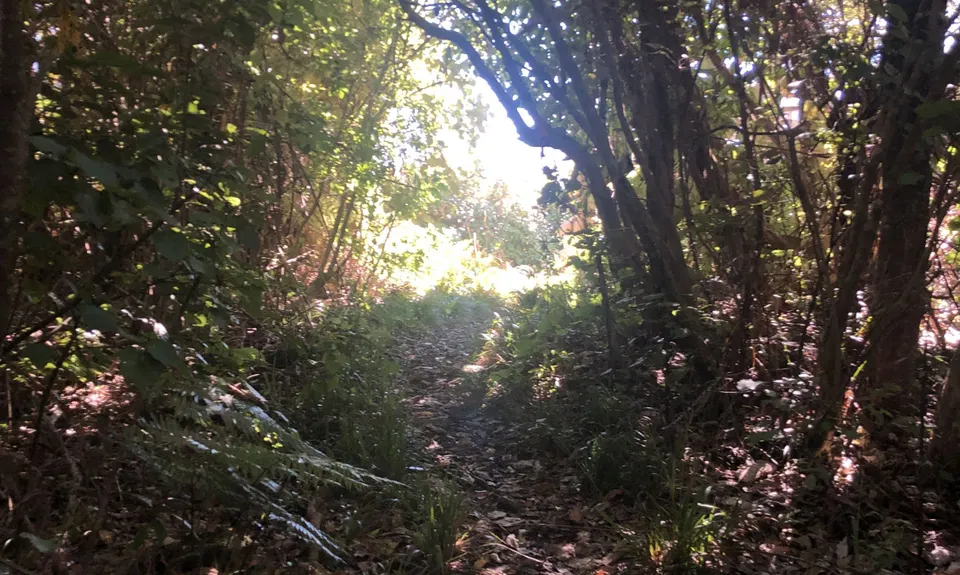 Maungakawa Ankle Breaker, Waikato