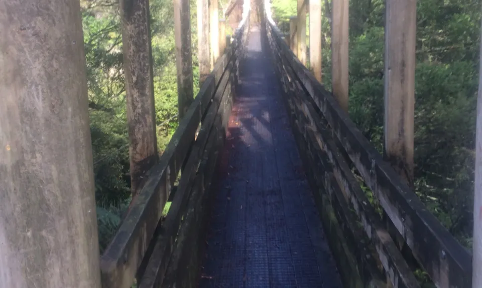 Suspension Bridge Track , Auckland