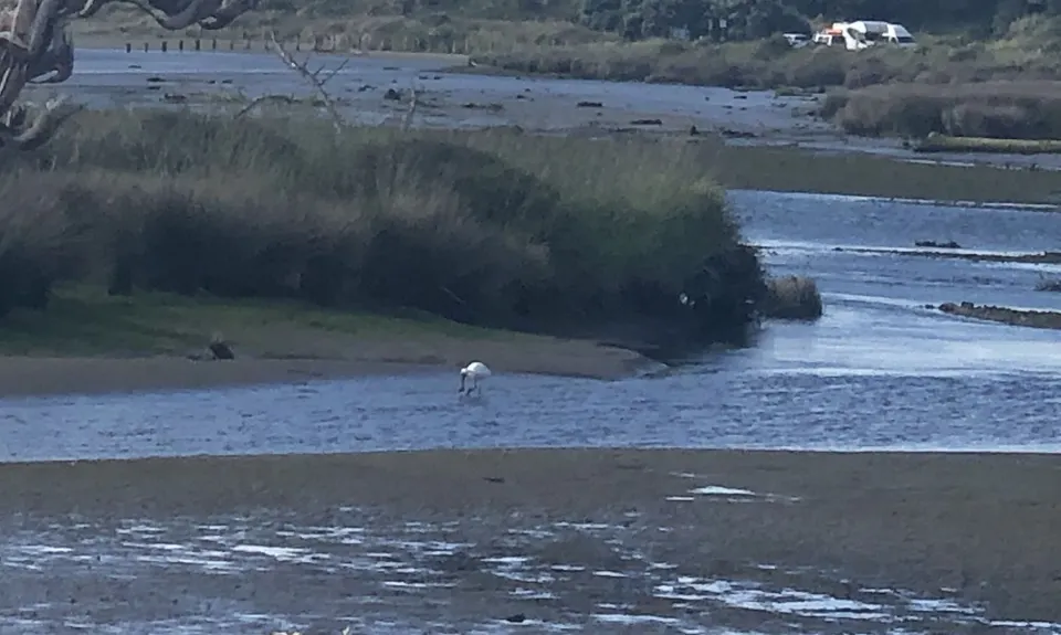 Waikanae River & Estuary, Wellington