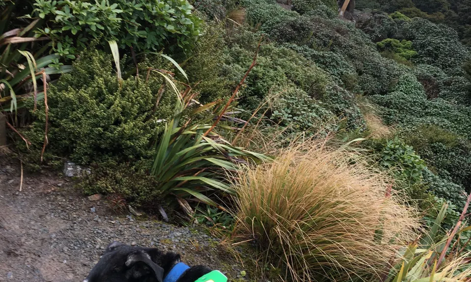 Powell Hut, Wellington