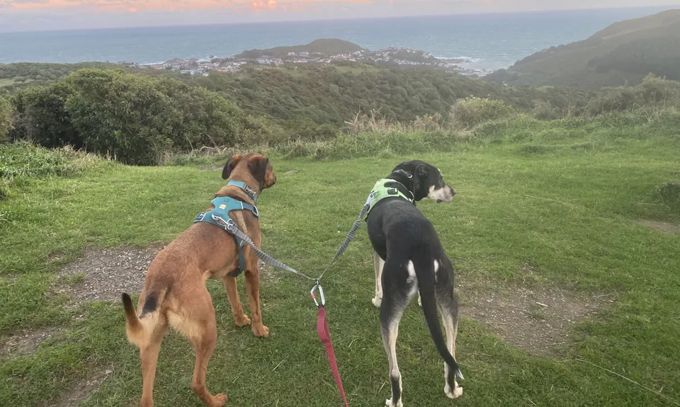 Tawatawa Trails, Wellington