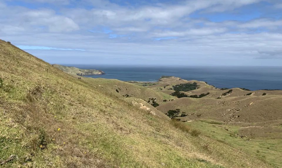 Port Jackson - Wharekaiatua Pa, Waikato