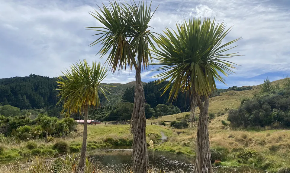 Battle Hill - Puketiro Loop, Wellington